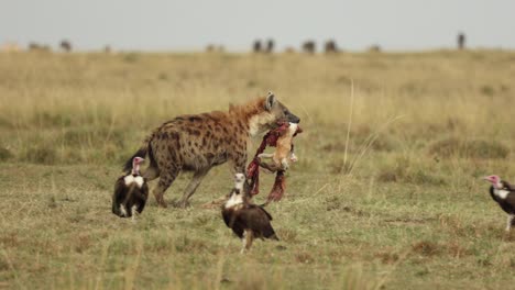 a spotted hyena walking away, past vultures, with his stolen kill in the masai mara, kenya