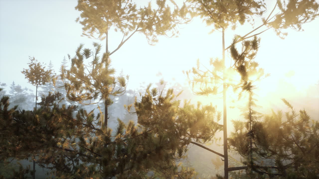 안개 가 가득 한 소나무 숲 에서 해가 뜨는 것