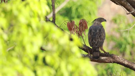 a crested hawk-eagle female bird is perched on a tree with a kill in its talons looking around the jungle before going to its nest to feed the chick in indian jungle