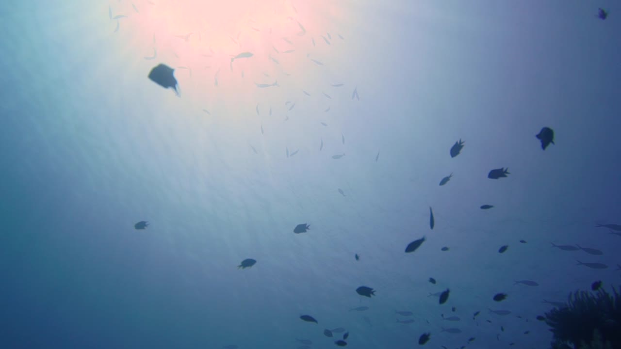 건강한 산호초 벽