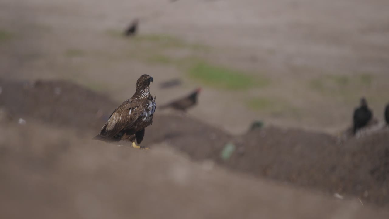 Eagle and Vultures at a Landfill