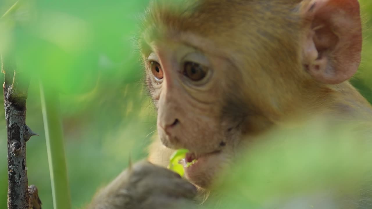 el macaco rhesus (macaca mulatta) en cámara lenta es una de las especies más conocidas de monos del viejo mundo. parque nacional de ranthambore sawai madhopur rajasthan india