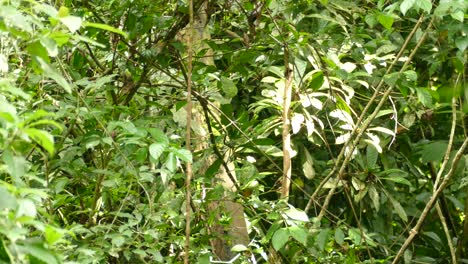 pájaros pequeños saltando y posándose en las ramas de los árboles en un ambiente verde tropical, plano general
