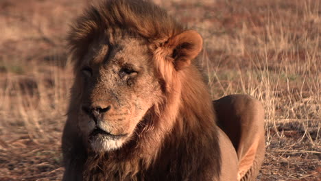 close up shot of the imposing head and mane of a male lion