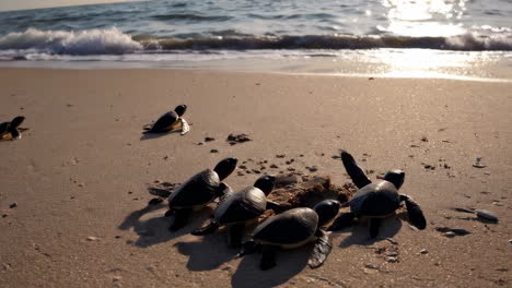 baby sea turtles hatch and journey to the ocean