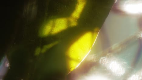 fondo de naturaleza verde abstracto con cálidos rayos de sol y gotas de lluvia