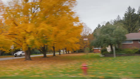 drive along the american suburbs in the fall. trees and bushes of a beautiful yellow-red hue