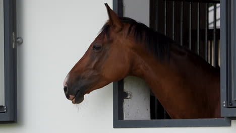 primer plano de la cabeza de un caballo de bahía mirando desde una ventana estable, con una expresión suave y curiosa