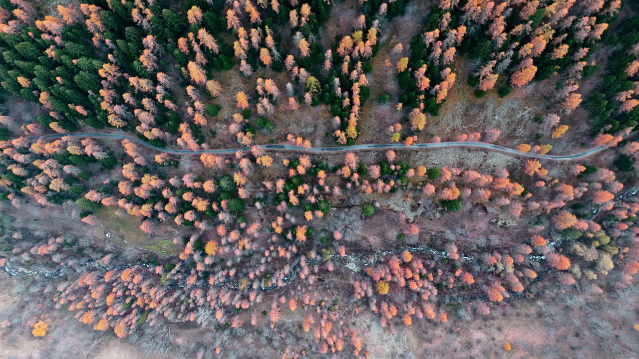 Aerial view of autumn forest in Colle della Lombarda, vibrant colors