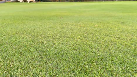 golf ball on lush green course landscape