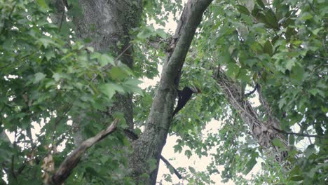 Woodpecker-Pecking-at-Bark-High-Up-in-Tree