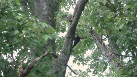 pájaro carpintero picoteando la corteza en lo alto de un árbol