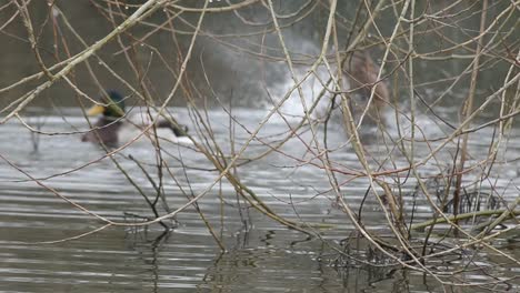 Enten-Planschen-Im-Wasser