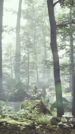 enchanted forest with fog and sunbeams