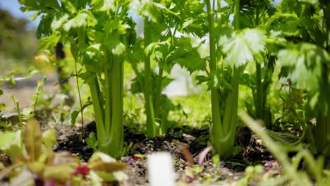 Apio-Suelo-Tierras-De-Cultivo-Jardín-Día-Soleado-Verde-Primavera