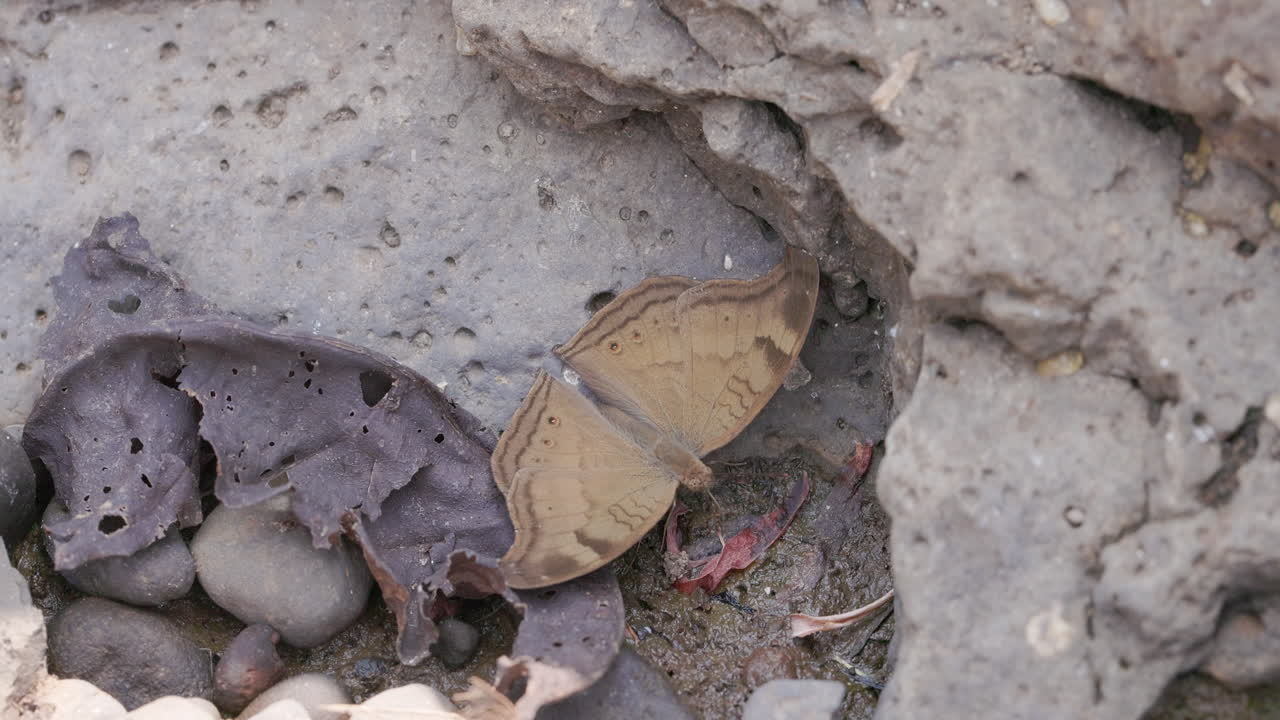 A Chocolate Pansy butterfly extracts minerals from cracked, drying mud on a summer day. mud-puddling