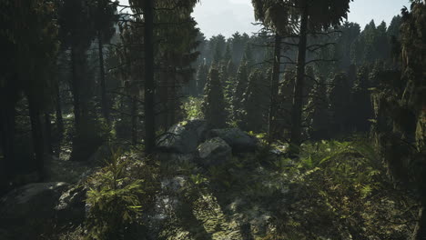 beautiful forest landscape in finland with sunlight filtering through trees