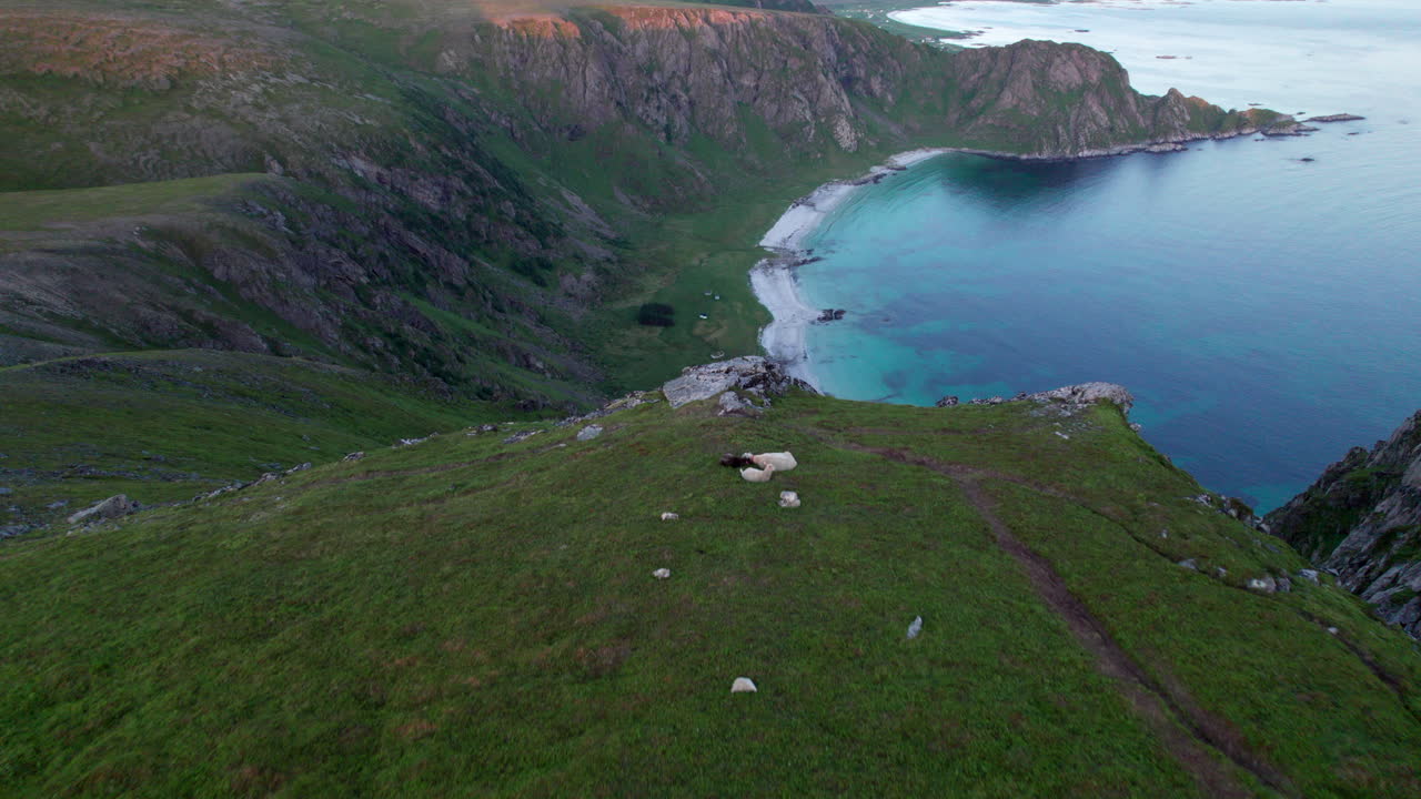 famosa playa de hoyvika durante el verano con ovejas relajándose en una cresta, andoya, vesteralen, norte de noruega
