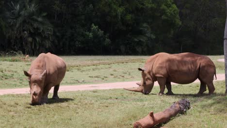 two rhinos walking and grazing in a grassy field