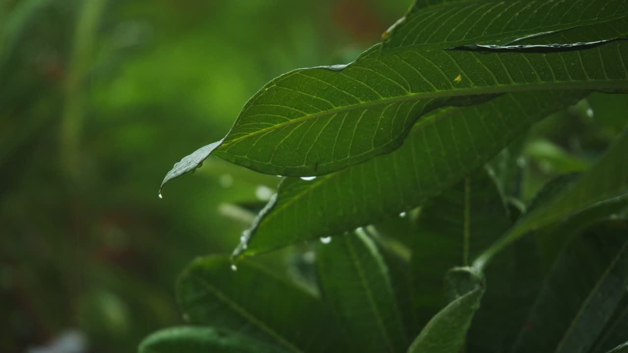 primer plano de la lluvia en las hojas grandes formando gotas de agua, lluvia en el bosque