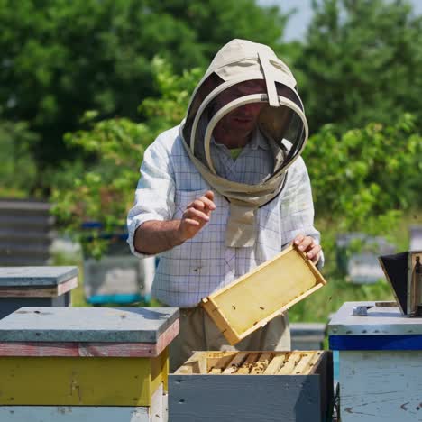 beekeeper working on his bee farm. apiarist in protective suit shaking off the bees from the frame with honeycomb