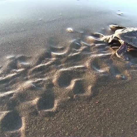 baby sea turtles struggle to the ocean to safety