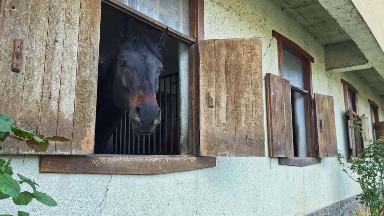 Black horse looks out from barn window during sunny day in country setting, observing surroundings and enjoying fresh air on rustic farm