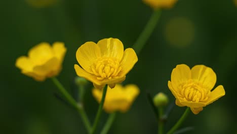 a close-up view of radiant yellow buttercup flowers, showcasing their vibrant color and intricate petal structures in a lush green background, symbolizing beauty and nature's delight