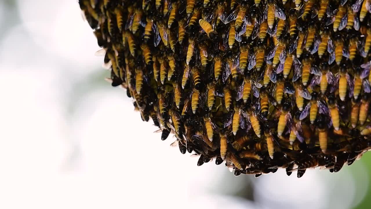 se sabe que las abejas melíferas gigantes construyen grandes colonias de nidos con bolsillos simétricos hechos de cera para almacenar miel como fuente de alimento.