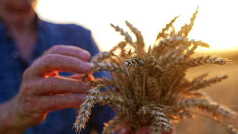 old male hands hold a bunch of ripe wheat. close up. unrecognized farmer holding dry ears of bread in the field at sunset