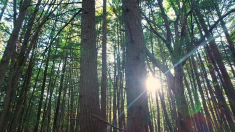 Breathtaking,-Smooth-low-drone-footage-of-a-pine-forest-with-beautiful-golden-light