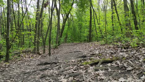 Walking-beauty-green-forest-during-a-beautiful-summer-day-with-lush-greenery,-grass,-leaves-and-trees