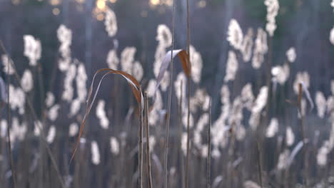 Water-Grass-Waving-in-the-Wind-with-Lake-Reeds-in-the-Background