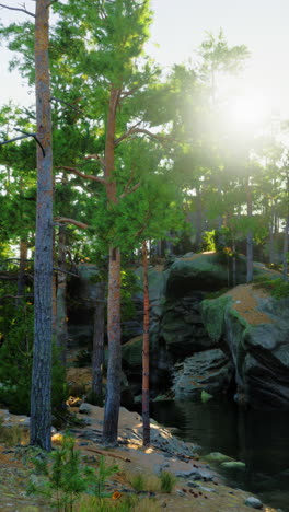 a serene forest scene with tall pine trees and a sunlit lake