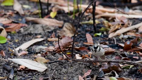 The-Forest-Wagtail-is-a-passerine-bird-foraging-on-branches,-forest-grounds,-tail-wagging-constantly-sideways