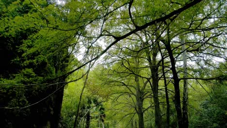 Drone-footage-flying-between-trees-and-under-the-branches-in-the-middle-of-a-green-forest-looking-up-towards-the-sky