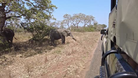viendo elefantes en la sabana desde un jeep de safari
