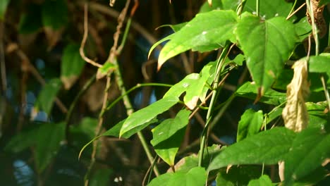 Slow-Motion-Butterfly-Flies-Off-From-Leaf