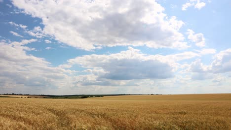 Campo-De-Trigo-Dorado-Con-Cielo-Azul-Y-Nubes---Lapso-De-Tiempo