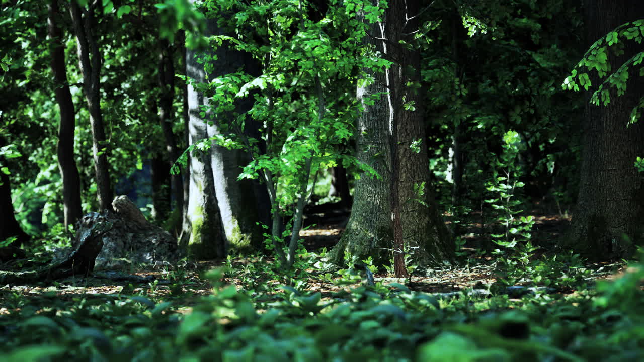 깊은 숲을 가로질러 흐르는 빛