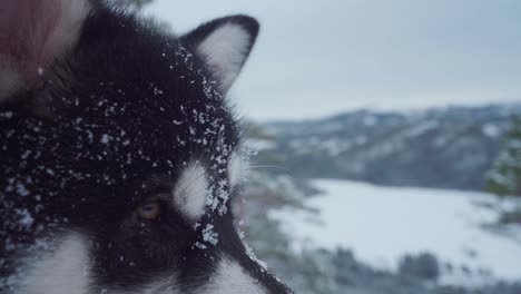 Copos-De-Nieve-En-La-Cara-Y-La-Piel-Del-Perro-Malamute-De-Alaska-En-Invierno