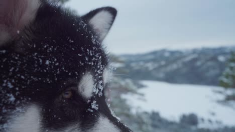 copos de nieve en la cara y la piel del perro malamute de alaska en invierno