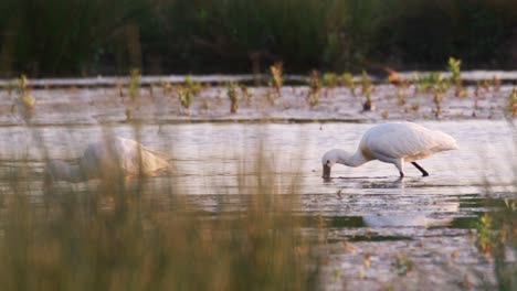 Espátula-Forrajeando-En-Aguas-Poco-Profundas-Del-Lago,-Aunque-Cañas,-Luz-Suave-De-La-Tarde,-Cámara-Lenta,-Primer-Plano