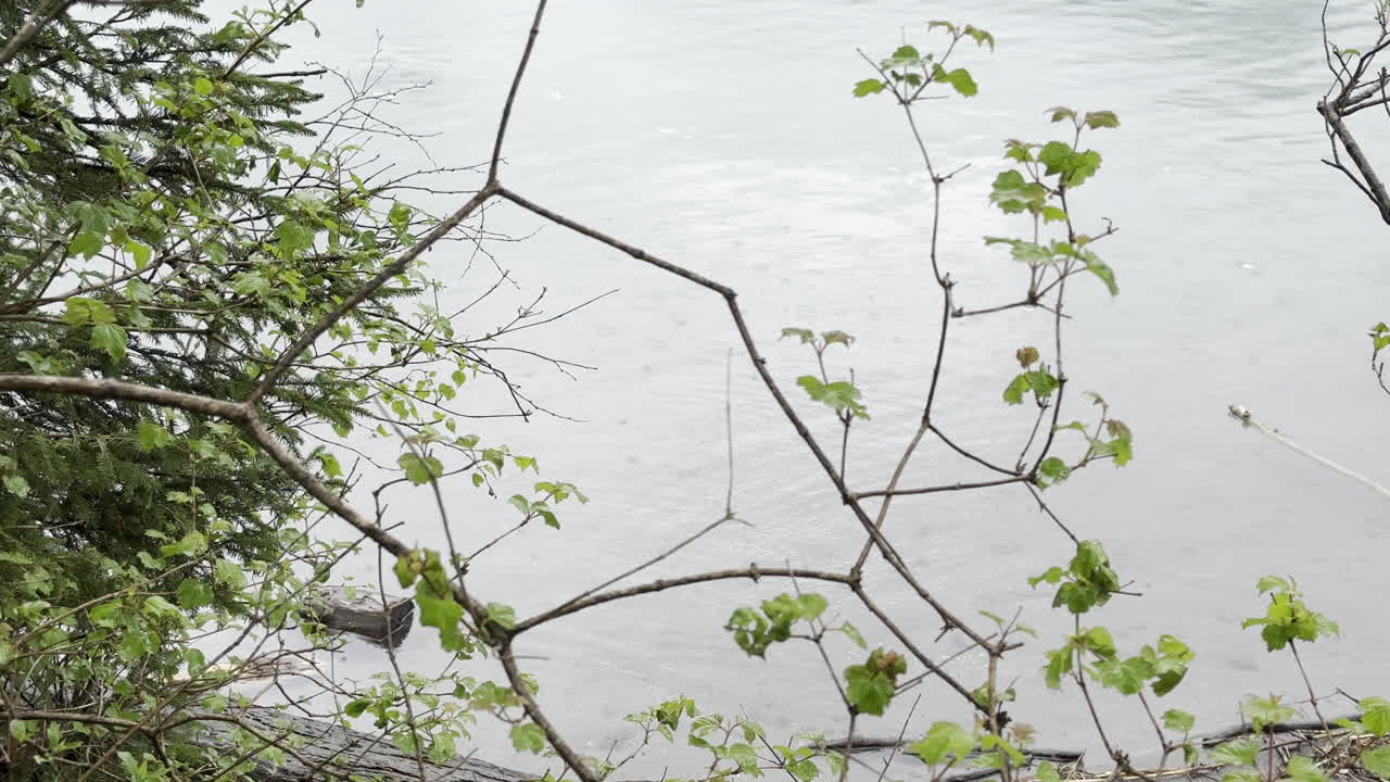 야생 녹색 식물과 함께 해안 근처의 walensee 호수의 물에서 조용한 파도