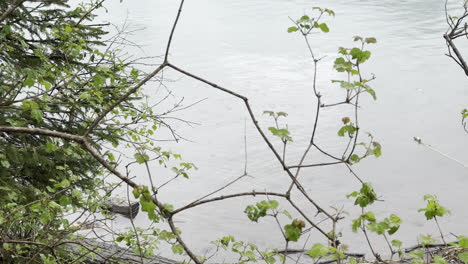 calm waves in waters of walensee lake near shore with wild green vegetation