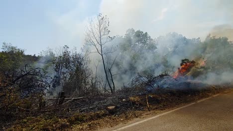 Forest-fire-burning-on-side-of-the-road