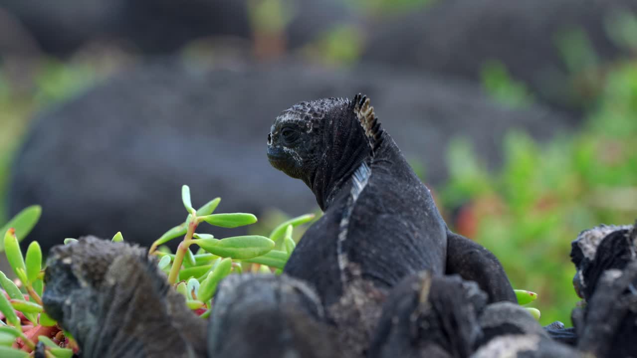 A black marine iguana sits in front of a group of other Iguanas on Santa Cruz Island in the Gal&aacute;pagos Islands