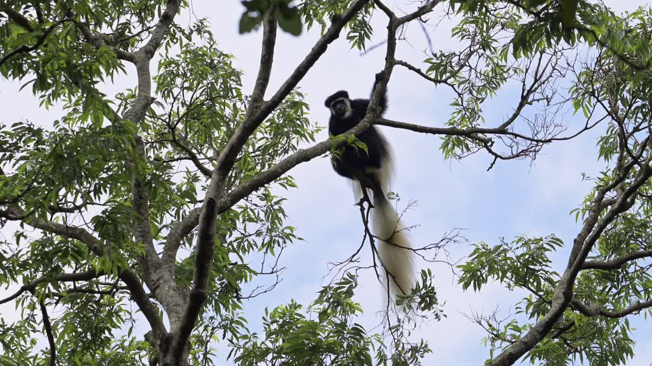 monos saltando en los árboles del bosque en áfrica, monos colobus blancos y negros en el parque nacional de kilimanjaro en tanzania en un safari africano de vida silvestre y animales, saltando en el aire entre las ramas