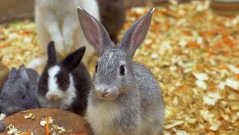 rabbits nibbling some vegetables inside a cage of a zoo in bangkok, thailand