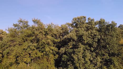 Hacia-Atrás-Desde-El-Bosque-Oscuro-Y-Por-Encima-De-Los-árboles,-Omurtag,-Bulgaria---6-De-Octubre-De-2018